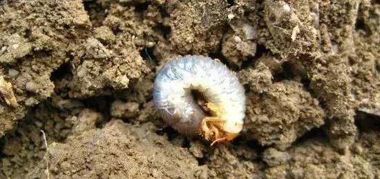 虫害快速灭除,如何无公害消灭地下害虫