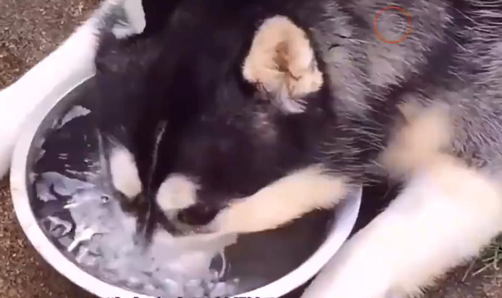 狗狗是如何用舌头喝水的,盘点狗狗各种姿势喝水