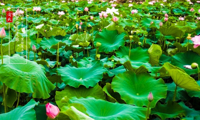 渝北周边采摘推荐,渝北茨竹附近采摘园