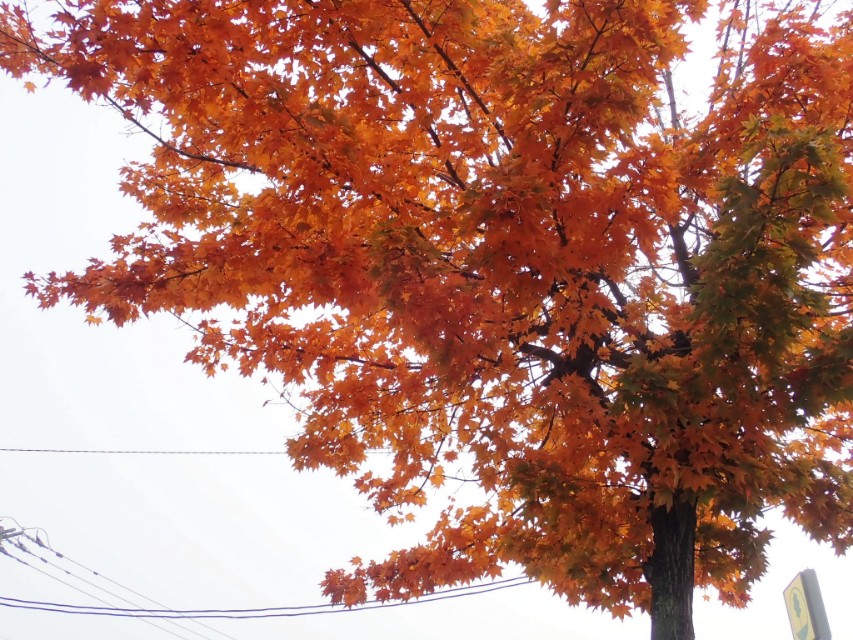 日本从南到北旅游路线,从南游到北