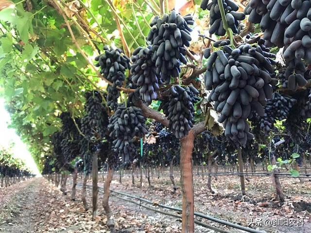 美国最新葡萄品种,目前最好的早熟葡萄新品种