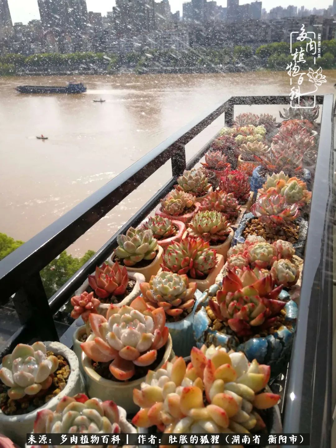 多肉用大盆养好还是用小盆养,多肉用石子养好还是用土养好