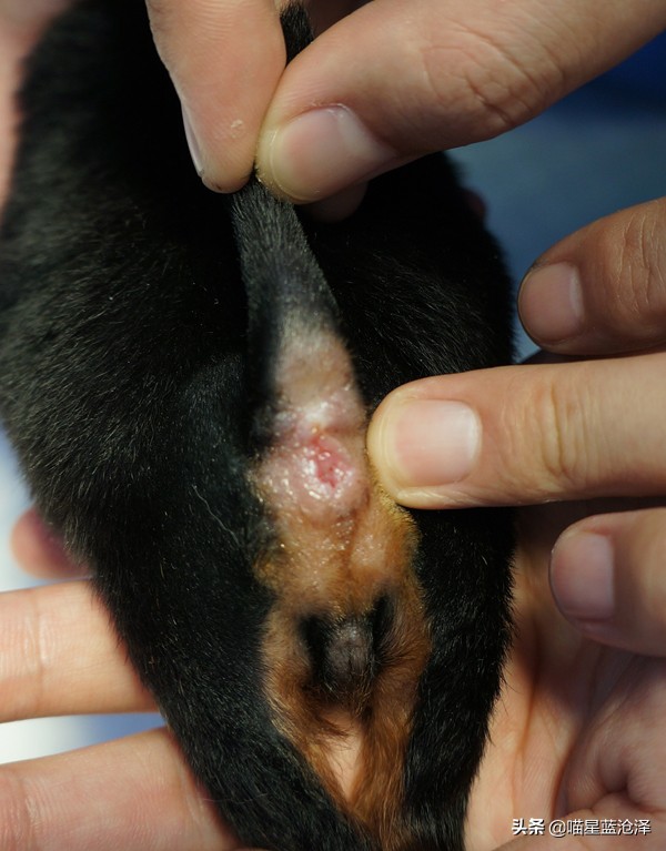 猫咪拉的便便怎样才是正常的,猫咪不上猫砂盆拉便便怎么办