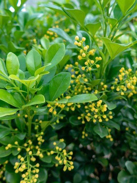 米兰花扦插方法和注意事项图片 (怎样扦插米兰花成活率高)