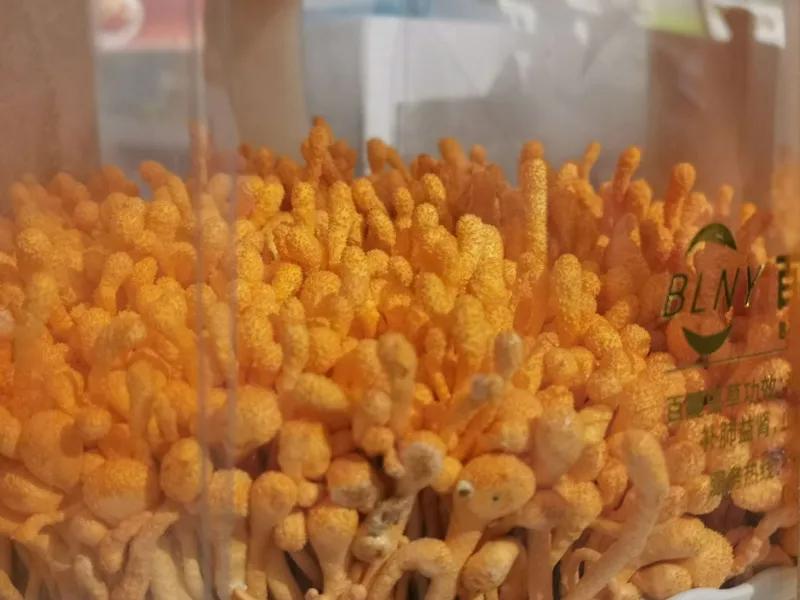 合肥农交会2023,合肥农交会的东西怎么样