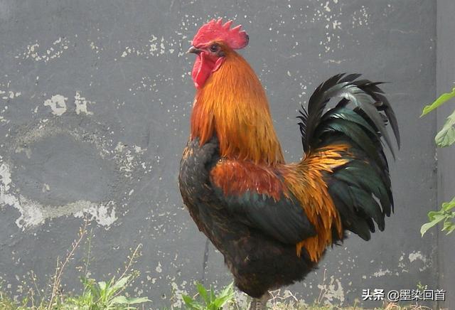 为什么有的蜈蚣毒不死大公鸡,为什么毒蜈蚣毒不死公鸡