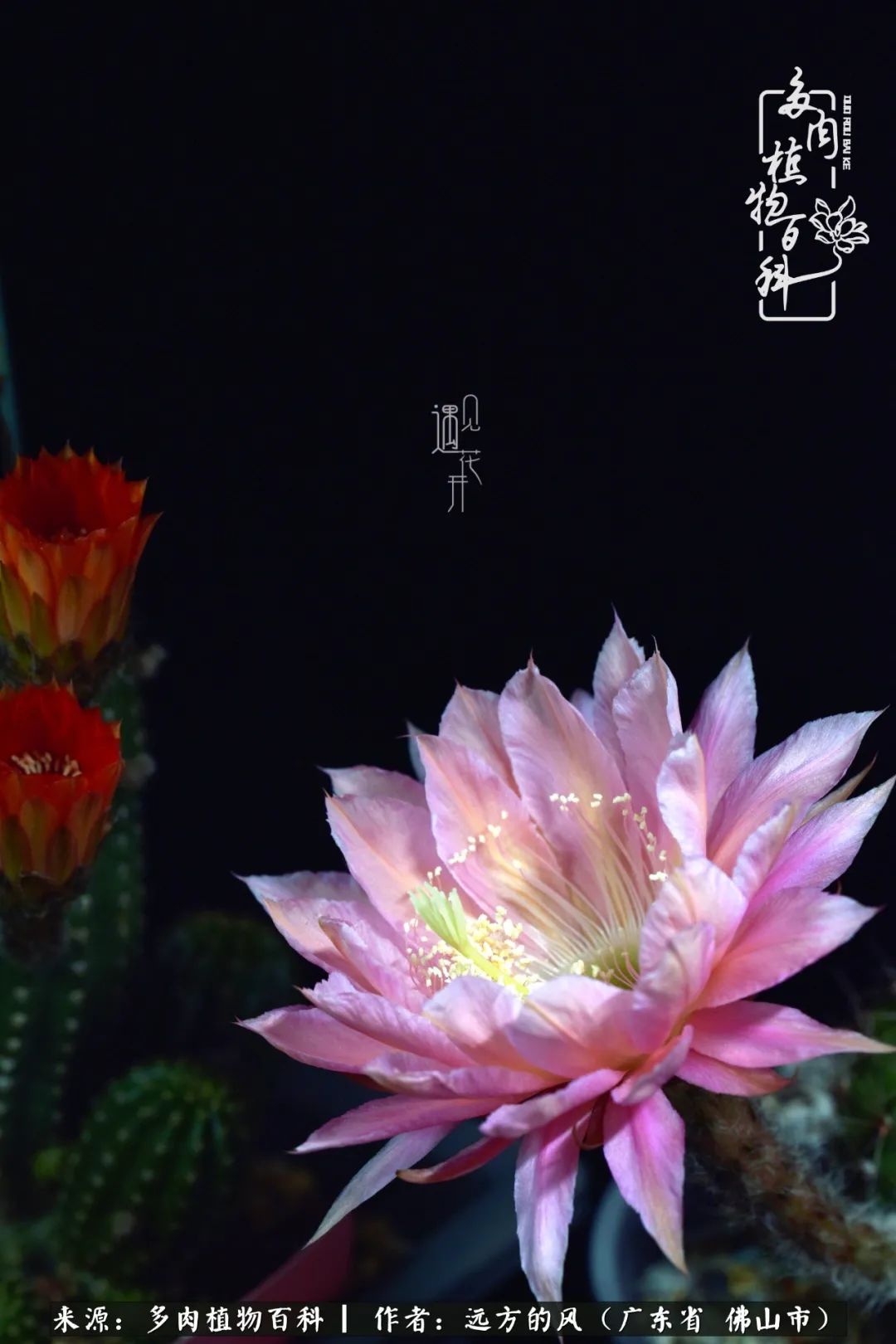 那些花儿在每个角落静静为你开着,那些花儿在每个角落静静地绽放