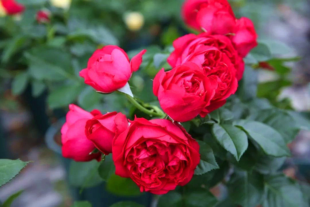 月季图鉴哪本书好,淘宝上最好养的月季品种