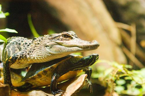 乌龟怎么饲养才能不乱跑,乌龟怎么饲养不生病