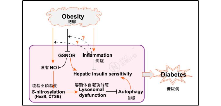 我们人体排毒系统有多强,细胞自噬对身体不好