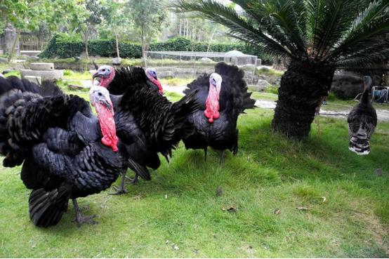 火鸡育雏养殖技术视频教程,火鸡难养