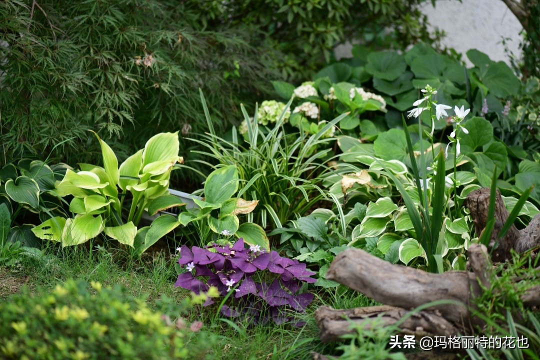 河马花园植物大全,荷马花园的月季