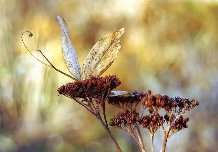 绝美花朵摄影佳作,波兰花朵摄影作品欣赏
