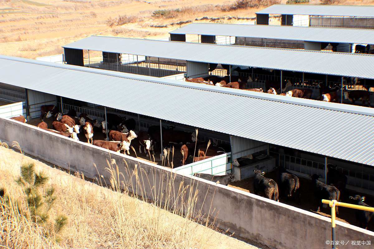 肉牛长途运输的应急处理,肉牛长途运输怎么预防应激