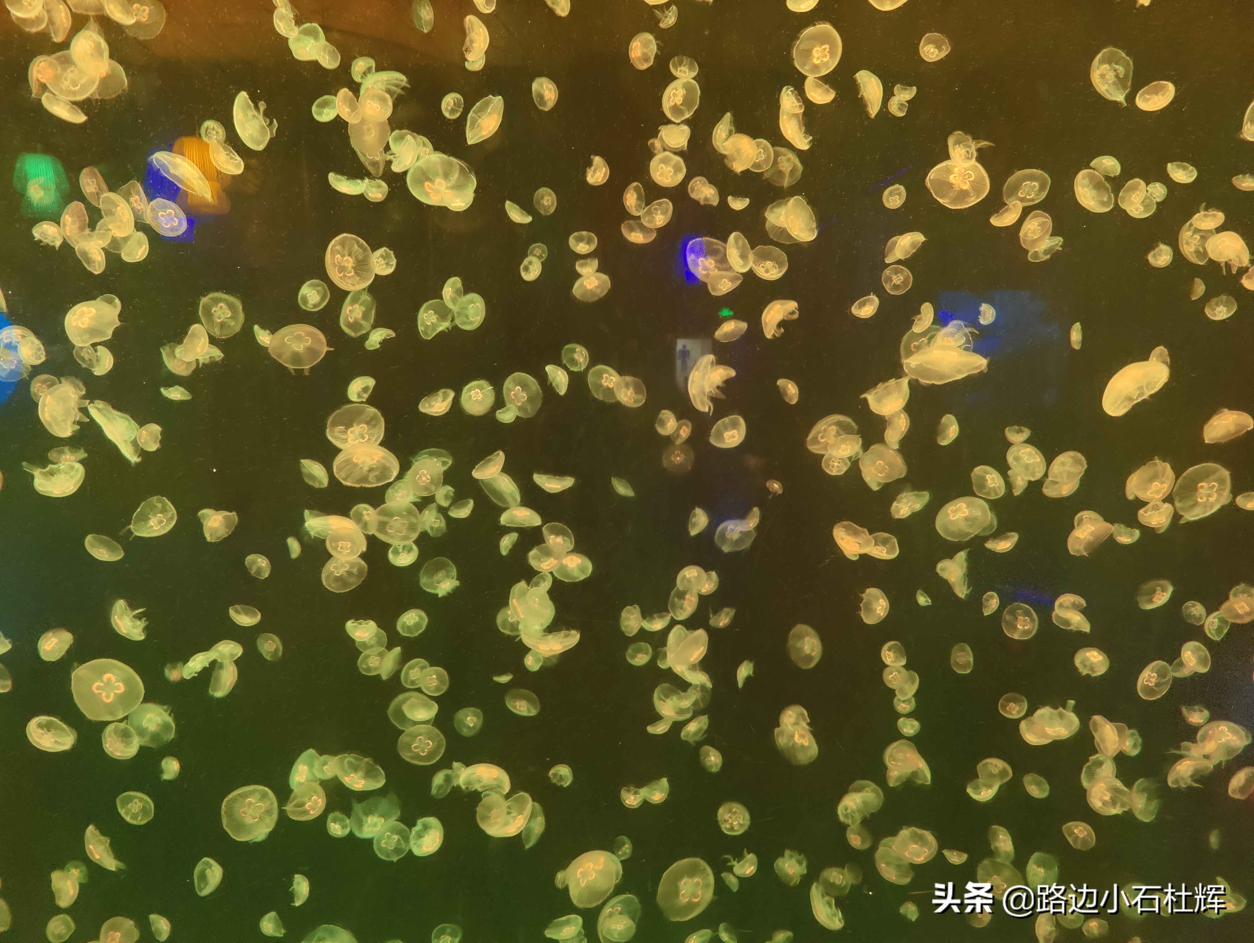 北京海洋馆海底世界游玩攻略,海洋馆北京海底世界游玩路线