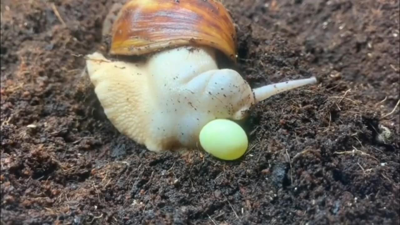 蜗牛有哪些基本知识,蜗牛的舌头有什么特点