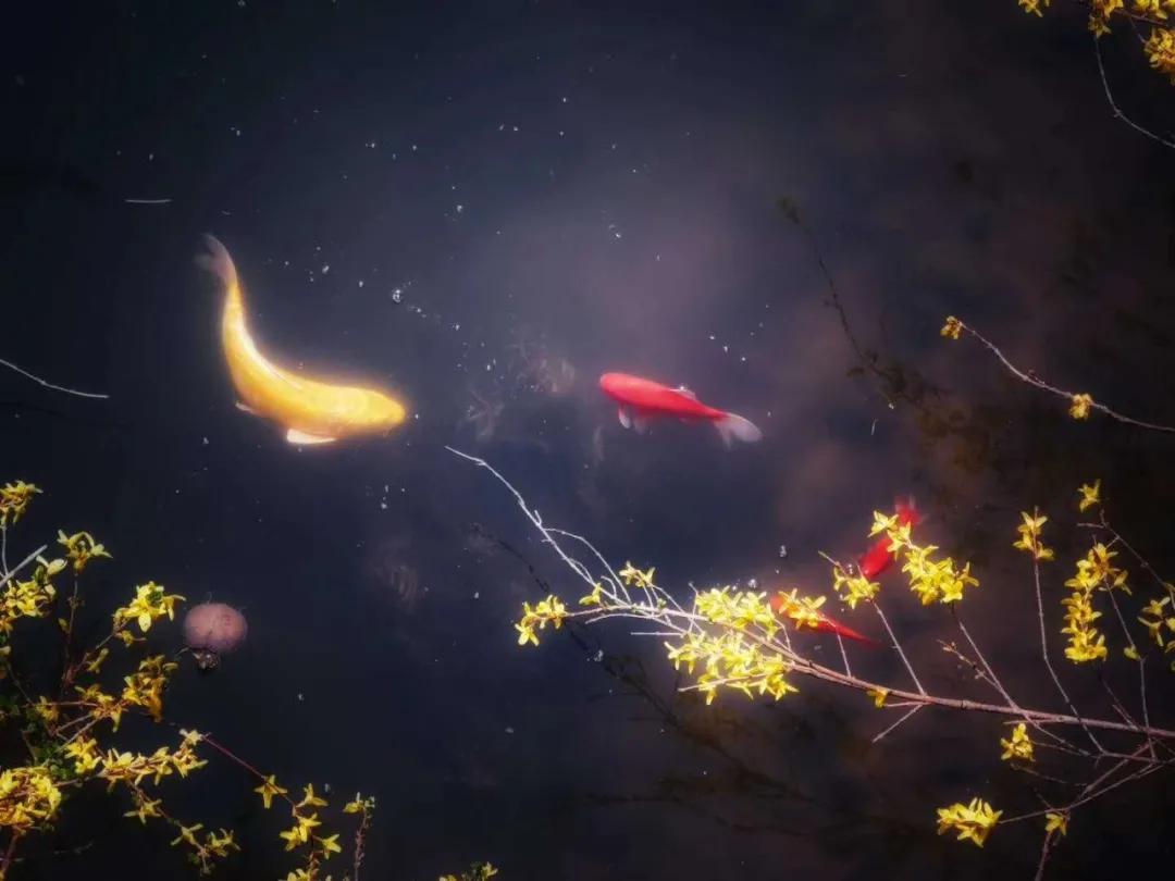 大连外国语大学2024年招生简章,大连外国语大学2021年研究生调剂