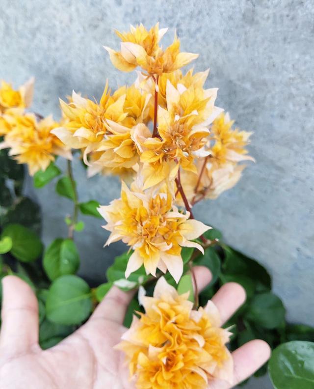 养花如何选择肥料先弄懂施肥原理,养花但是又养不活怎么办呢