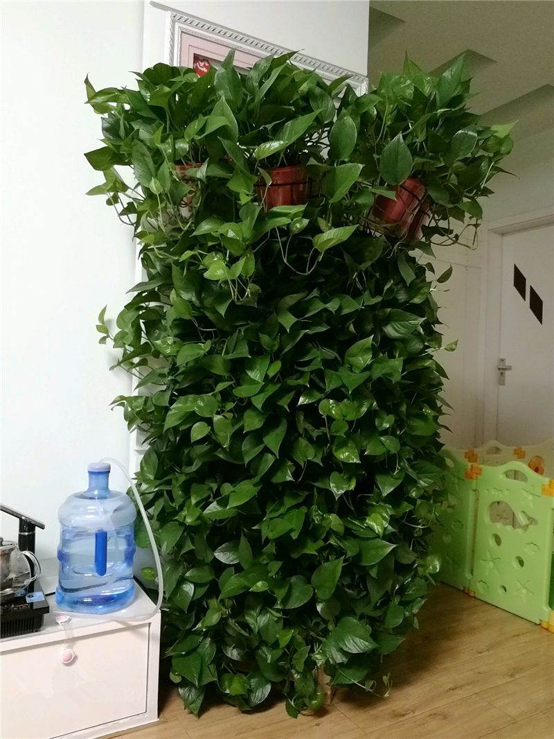 绿萝浇什么水叶子长得更大更绿,绿萝浇什么营养液长得茂盛