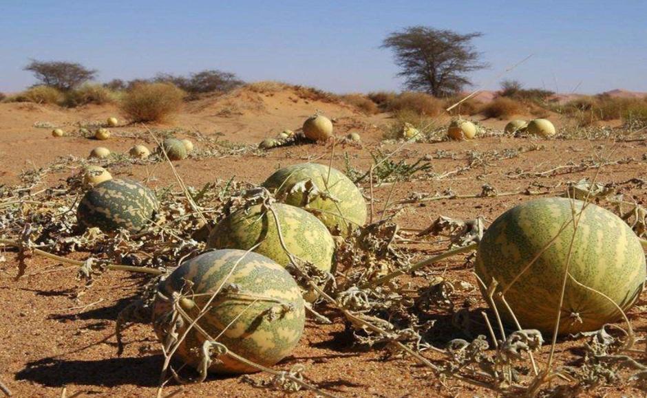 为什么在沙漠里遇到西瓜不能吃呢,沙漠里遍地是西瓜为何却无人敢吃