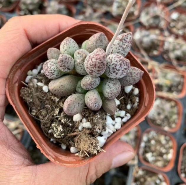 玛丽安泡泡多肉怎么养,玛丽安多肉水泡瘪了怎么办