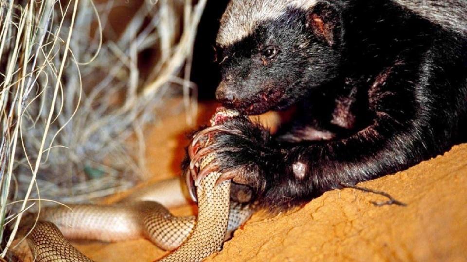 平头哥和蛇獴被蛇咬后的症状,平头哥被蛇咬了为什么不会死