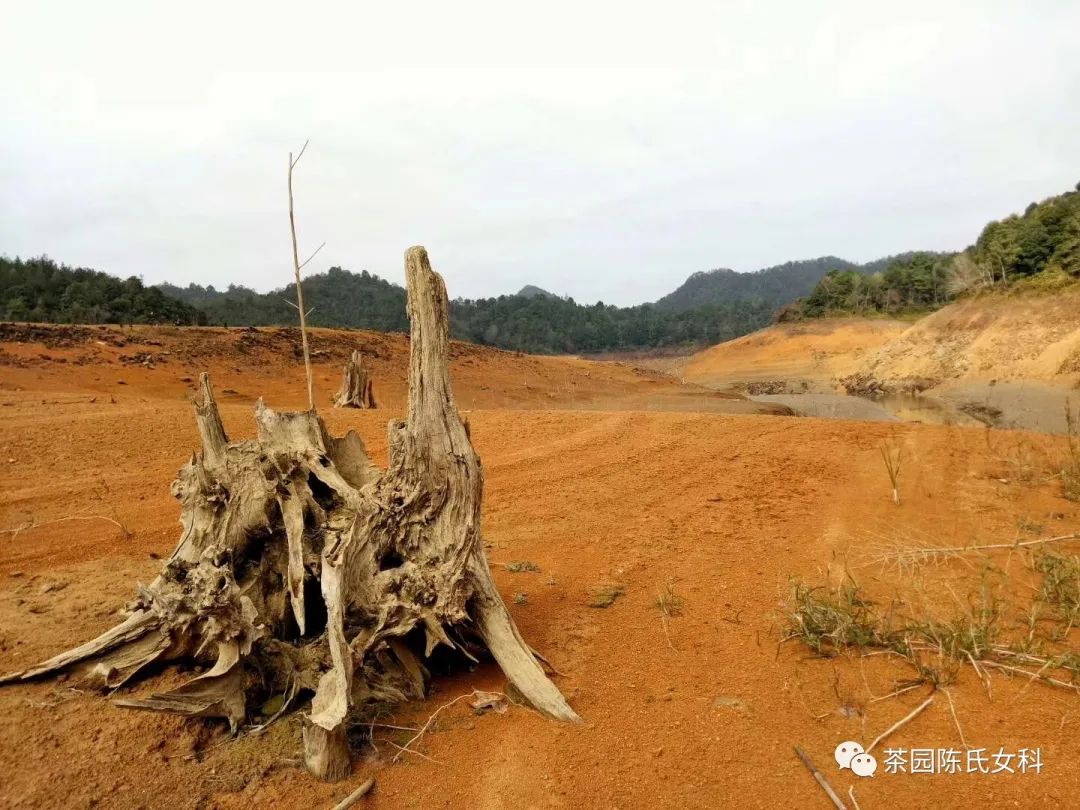 月经期间吃什么养子宫和卵巢,月经太少吃什么补得快
