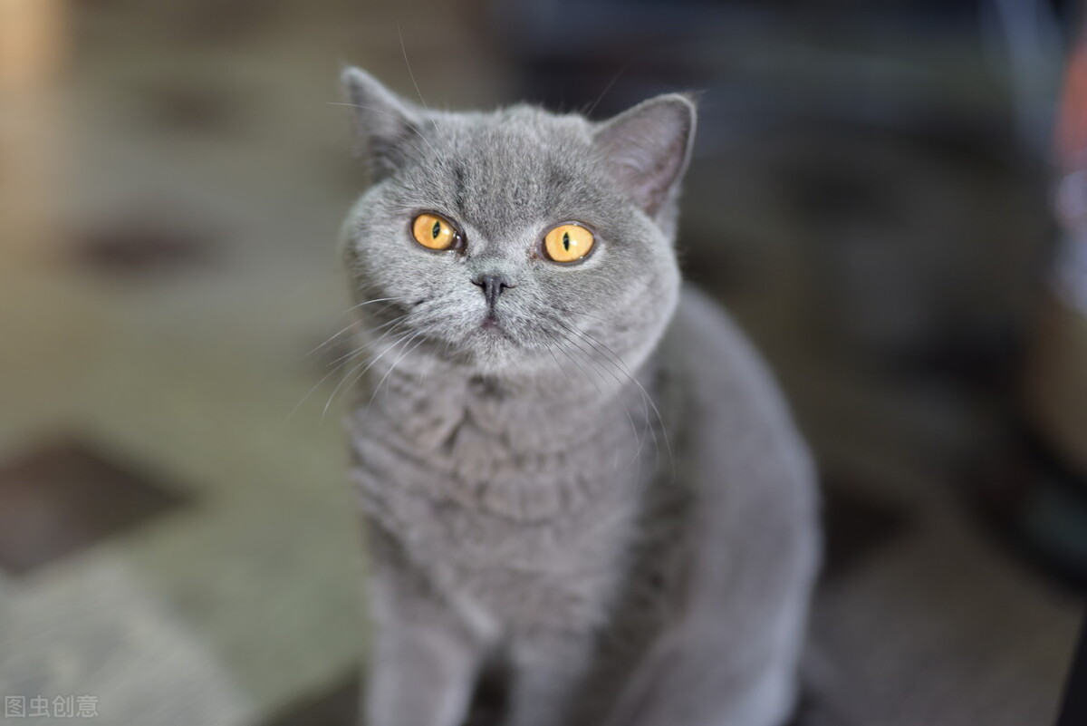 猫咪都分啥血型,猫咪血型一般是什么