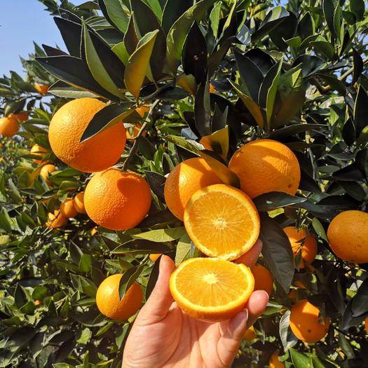 一般的橙子多少钱一斤,最便宜的橙子多少钱一斤