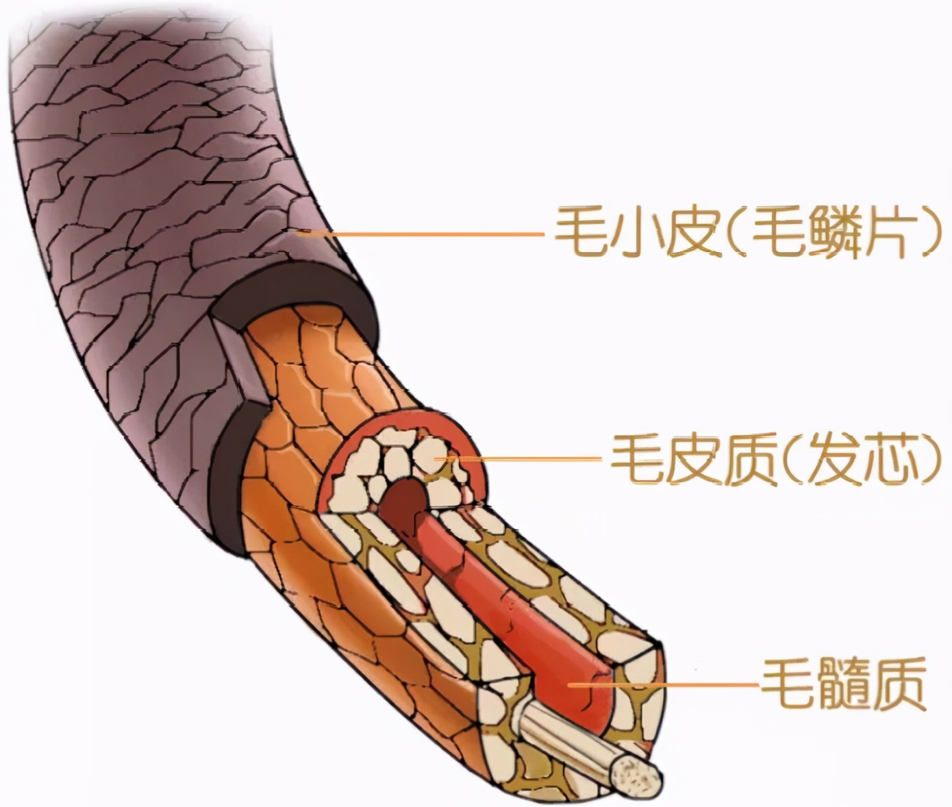 受损发质推荐护发精油,受损头发用哪款护发精油比较好