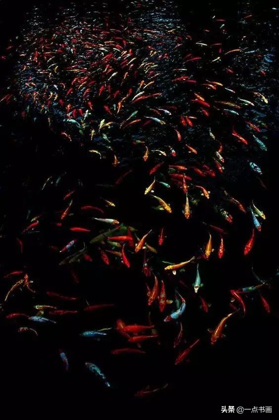 池中之仙，惊艳若此——锦鲤