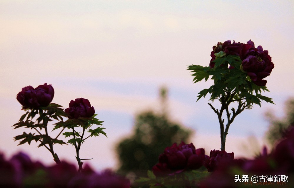 最美牡丹诗词20首,研究牡丹花