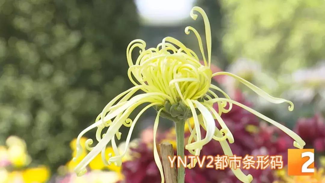 精品菊展、古风集市、植物科普…国庆七天假期，玩转昆明各大公园景区