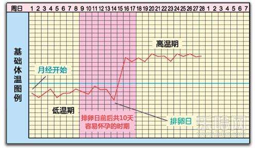 基础体温监测排卵的方法,普通排卵试纸怎么看