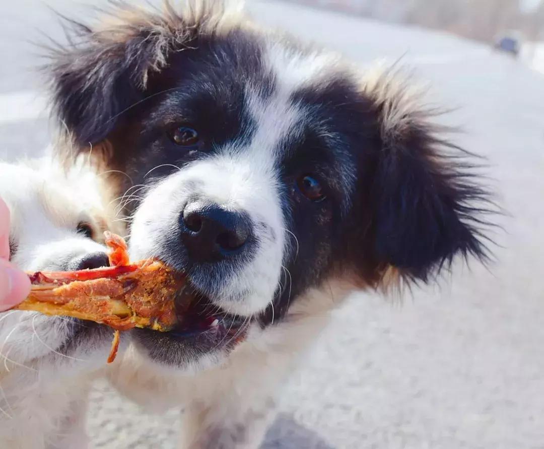 给它们一个家|线上宠物领养日,201903101