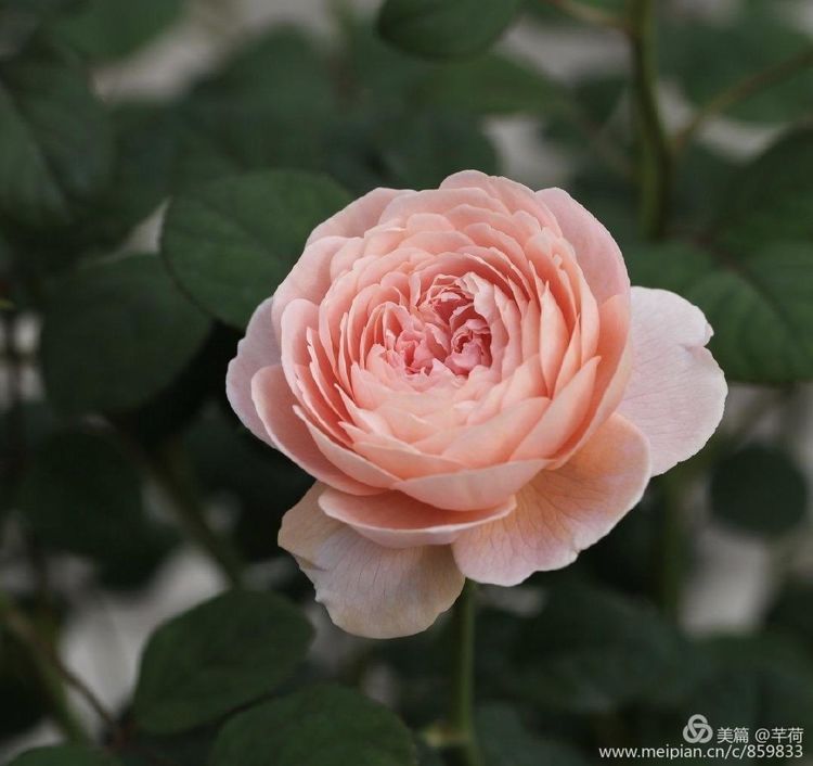 安阳地区医院自述：我姓濮、我也姓安，莫问我出处且看我发展