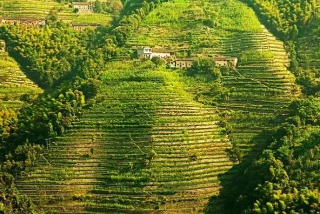 大自然唯美黄山风景摄影,打卡歙县蜈蚣岭高山茶梯田