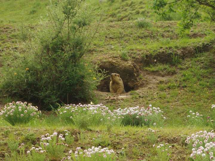 王小花的全部作品,王小花攻略