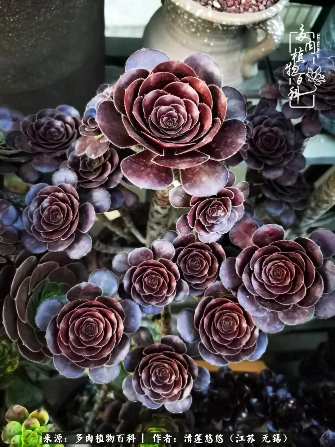 可爱多肉的露脸照,多肉大合照视频