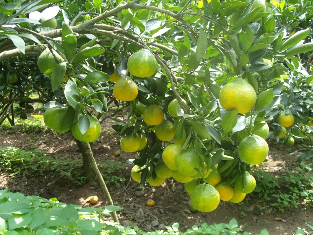 柑橘早发芽的办法,柑橘的五大坑