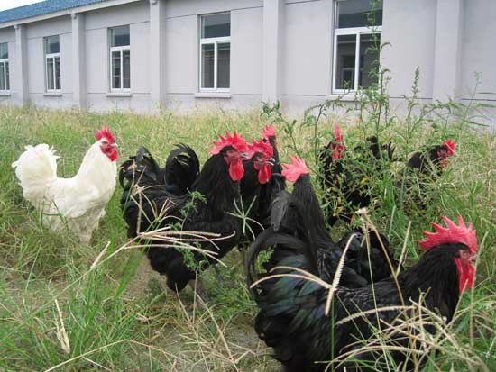 土鸡品种有哪些哪个品种好养,土鸡品种最好的是什么品种