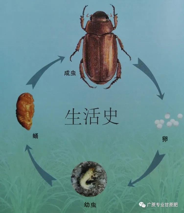 淡水龟的防治方法,猪鼻龟病虫害防治