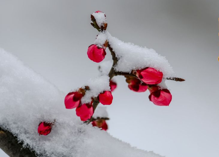「原创诗词」侯*红庆**|笑傲枝头清骨冷此花不与百花同