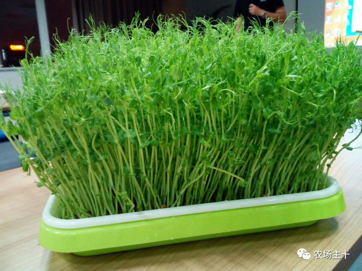 纸上种菜怎么赚钱,纸上种菜手把手教你