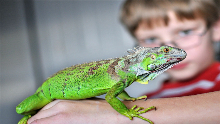 绿鬣蜥奄奄一息,绿鬣生病了