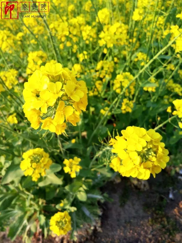 三月，畅攀武汉蔡店鹰嘴石