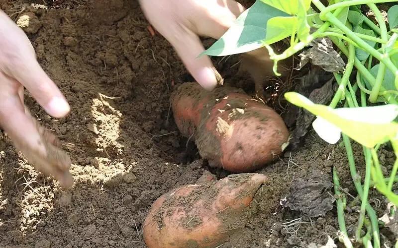 红薯粉最好吃的10种方法怎么做,红薯粉可以做什么美食简单又好吃