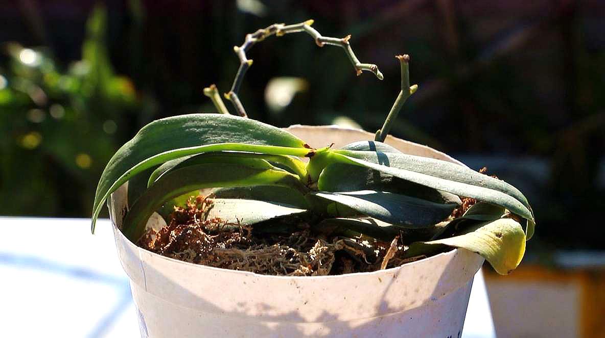 蝴蝶兰花开败了要扔掉吗,蝴蝶兰花谢了就扔