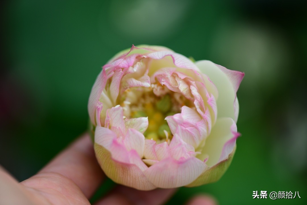 碗莲种藕生长到开花全过程,碗莲种藕到开花的过程