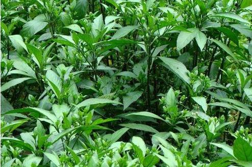 鸡瘟不可怕有一种中药帮你搞定,怎样用中药预防鸡瘟